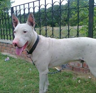 Imagens e informações sobre raças de cães bull terrier do Paquistão