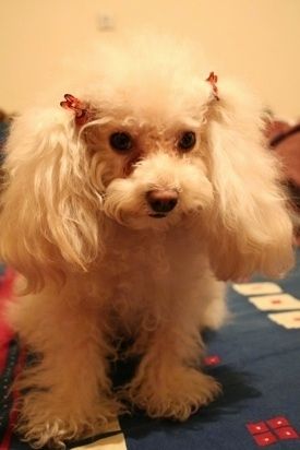Teacup Poodle Dog Breed Information and Pictures