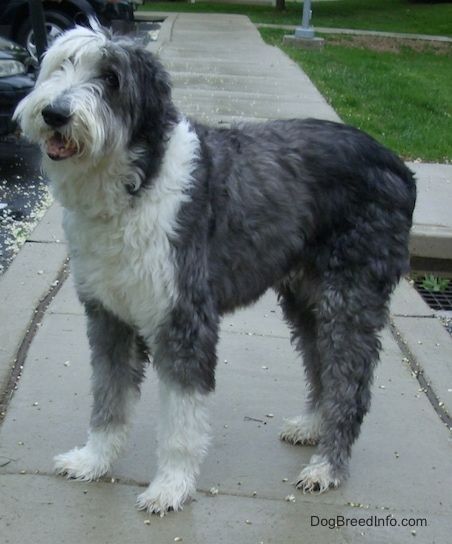 Old English Sheepdog Dog Breed Information and Pictures