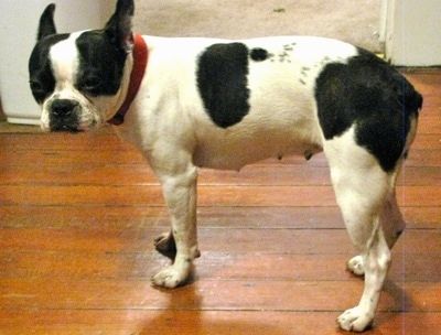 Olde Boston Bulldogge Dog Breed Informacje i zdjęcia