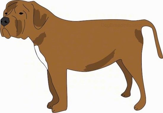 Informació i imatges de raça de gos Alaunt