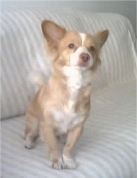 Maklumat dan Gambar Baka Anjing Alopekis