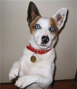 Informació i fotos de raça de gos Cojack