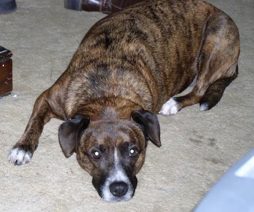 Beagle Pit Dog Breed Information og billeder