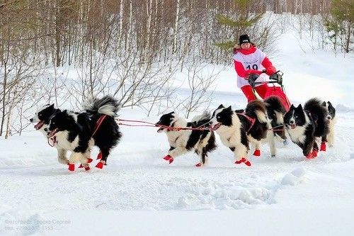 Listahan ng Sled Dog Breeds