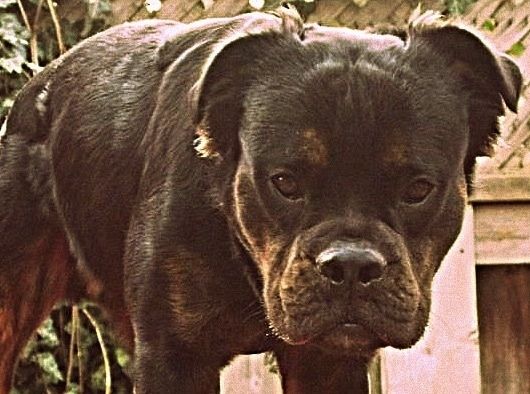 Maklumat dan Gambar Breed Dog Mammut Bulldog