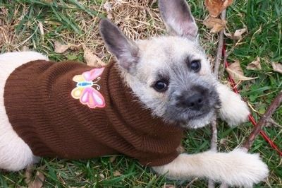 Информације о минијатурном француском шнауцеру паса паса и информације