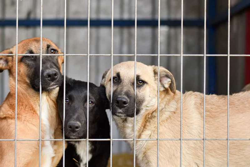 Hari Anjing Penyelamat Kebangsaan 2023: 20 Mei dan 6 Cara Seronok untuk Meraikan