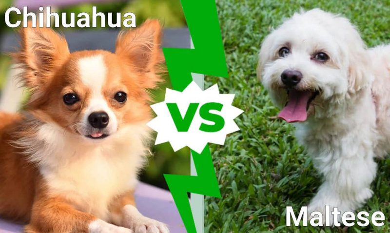 Chihuahua vs maltesiska