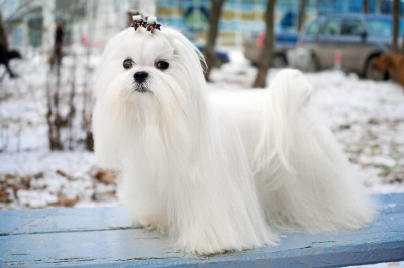 Maltesisk hund med långt hår.