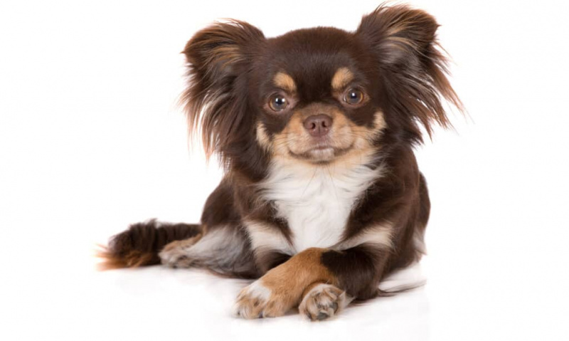 En långhårig chihuahua på vit bakgrund