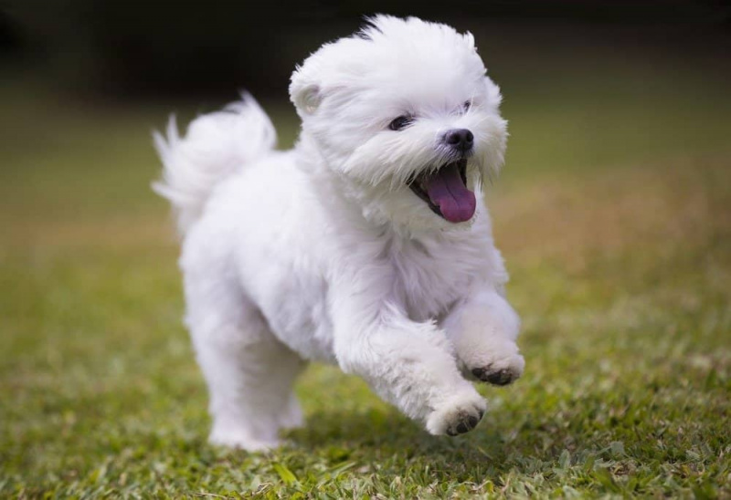   सबसे सुंदर / सबसे प्यारे कुत्ते - माल्टीज़ पिल्ला घास पर दौड़ रहा है