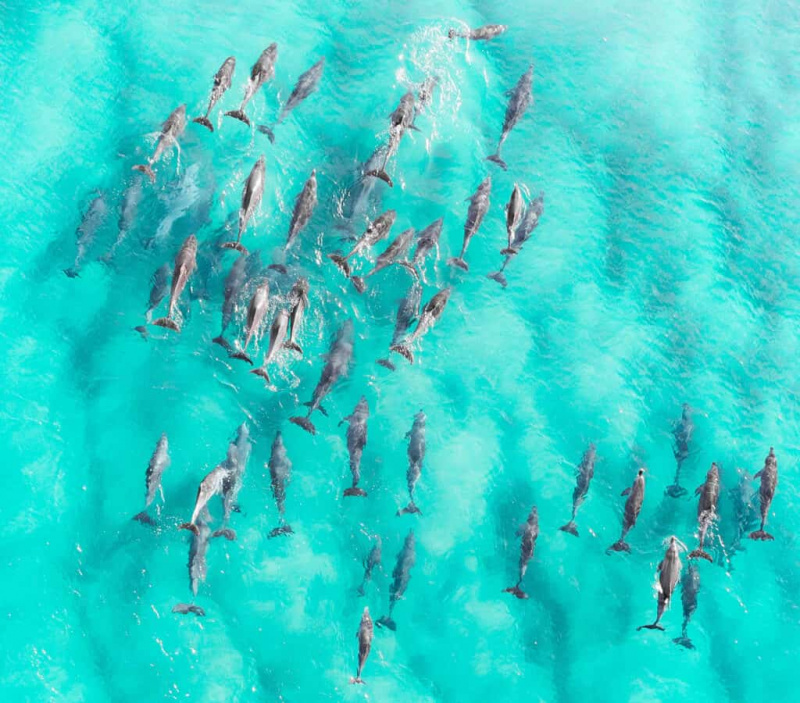 Mida nimetatakse delfiinide rühmaks?