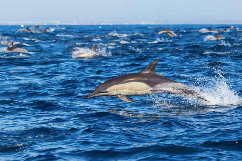   Јужна Африка, Африка, Делфин, Животиња, Животињски свет