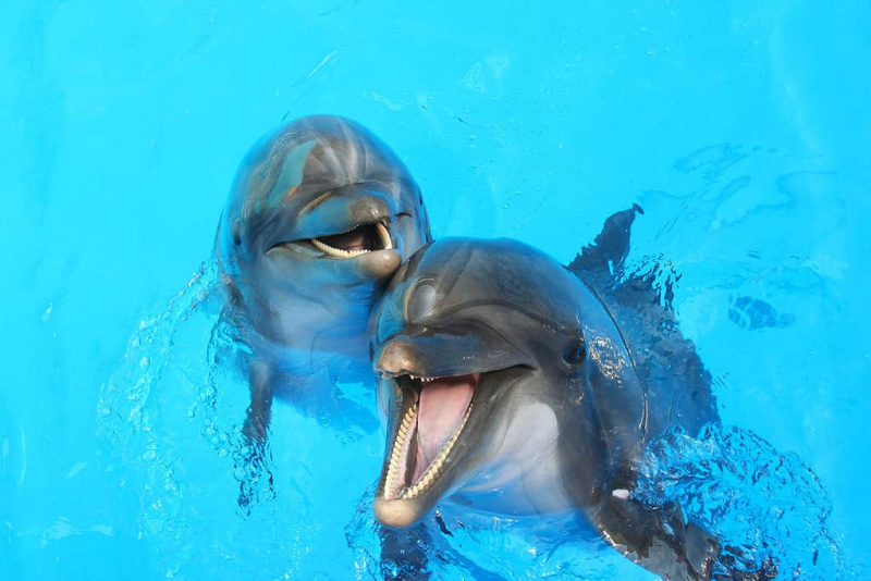   Dua ikan lumba-lumba berenang di kolam. Ikan lumba-lumba berwarna kelabu dan mulut mereka terbuka. Air kolam renang berwarna biru.