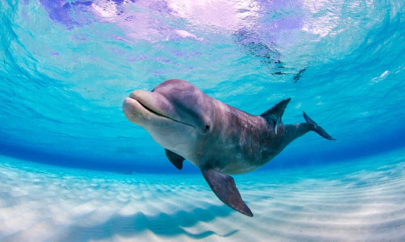 Ar delfinai tikrai jaučia, kai esate nėščia?
