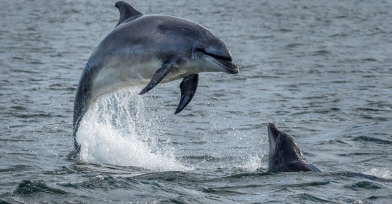   Golfinhos selvagens saltando da água do oceano em Moray Firth perto de Inverness, na Escócia.