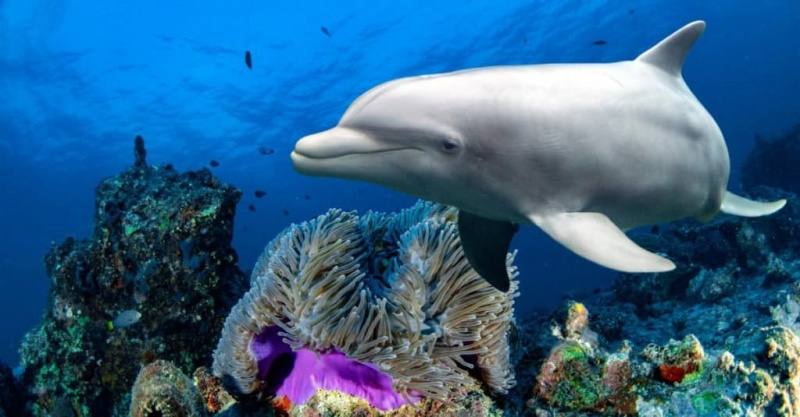   Animais mais inteligentes – golfinhos nariz-de-garrafa