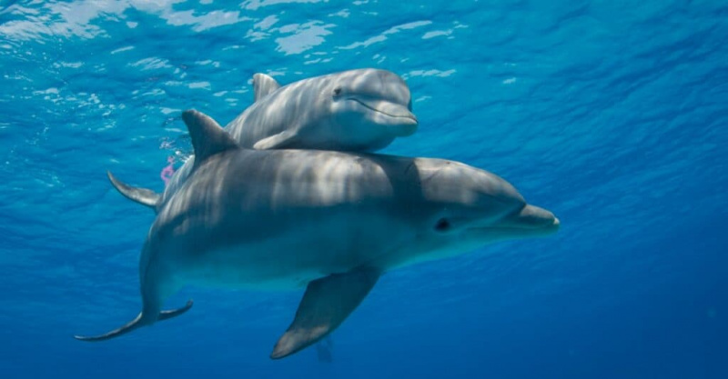   بیبی ڈولفن ماں ڈولفن کے اوپر تیراکی کرتی ہے۔