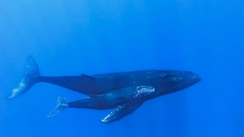   Земљотреси могу озбиљно да утичу на китове' ability to find food. 