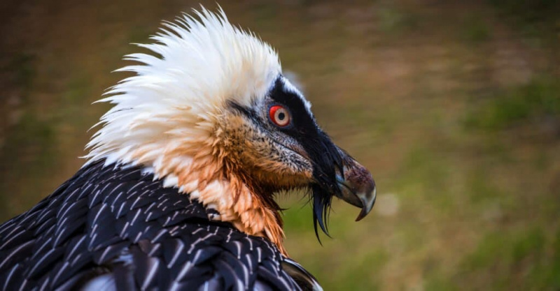  primo piano del profilo laterale dell'avvoltoio barbuto