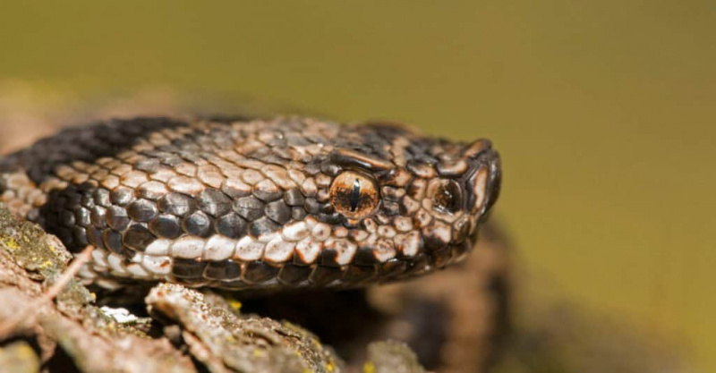  Zbliżenie na Vipera aspis (żmija boleniowa). Wąż ma długie, wydrążone kły, którymi może obracać się niezależnie.