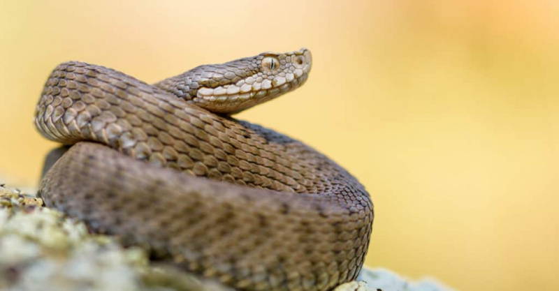  Asp Viper, Vipera Aspis in der Natur. Der Asp hat einen breiten, dreieckigen Kopf, der fast wie der Kopf einer Kobra aussieht.