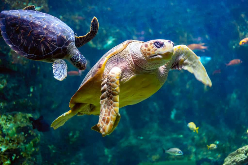   Zeeschildpad gezien in het Aquarium de la Guadeloupe - Le Gosier