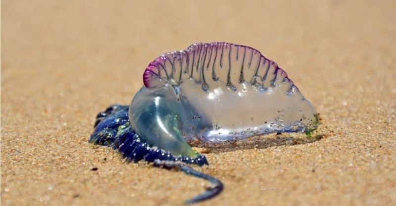 Homme de guerre portugais (Bluebottle) échoué sur la plage.