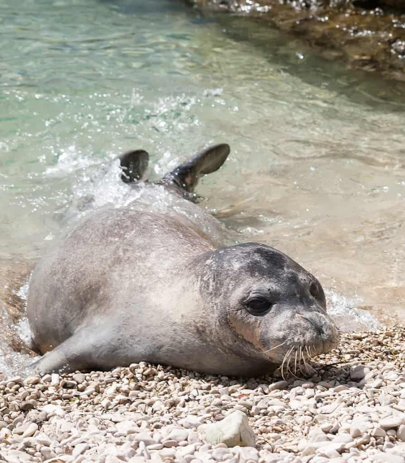   foca-monge do mediterrâneo