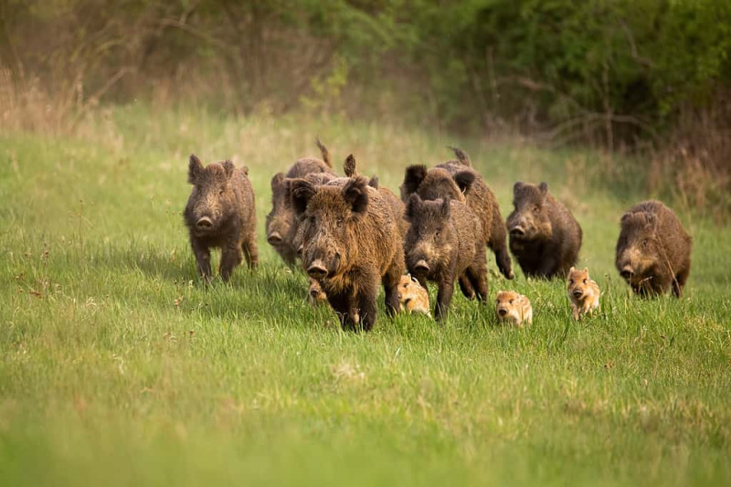   Kumpulan babi hutan, babi liar