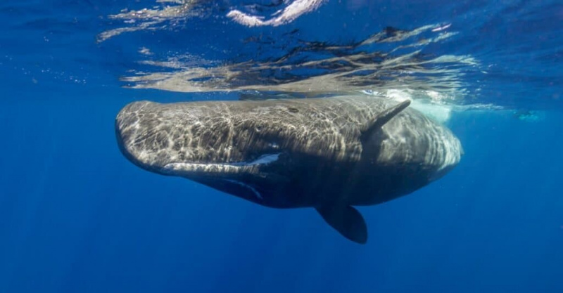   Haiwan Dengan Kulit Terkeras - paus sperma