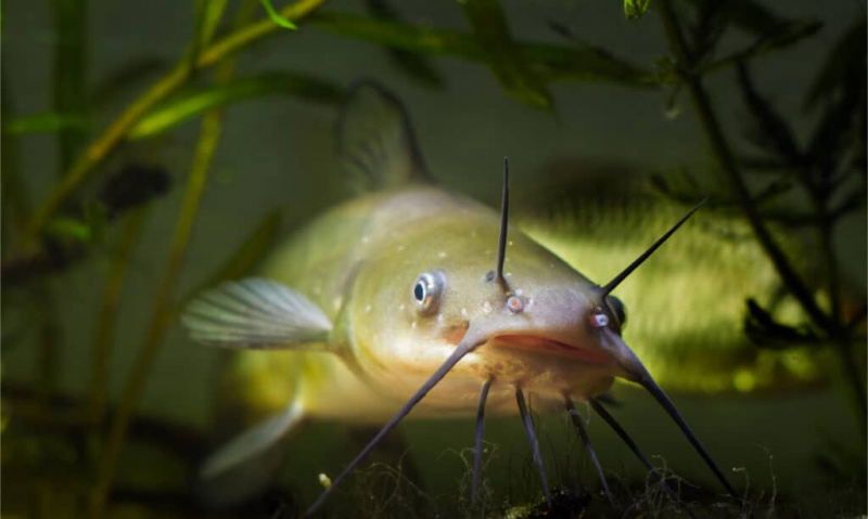 5 најбољих риба за улов у Ајови овог лета