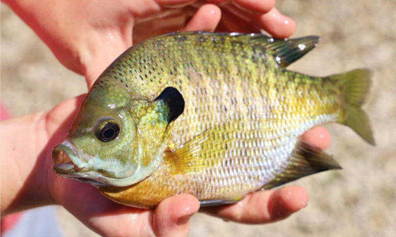   Z živimi barvami je modroškrga skoraj običajna po vsej ZDA. Je odlična športna riba z zdravimi populacijami v jezerih, ribnikih in rekah.