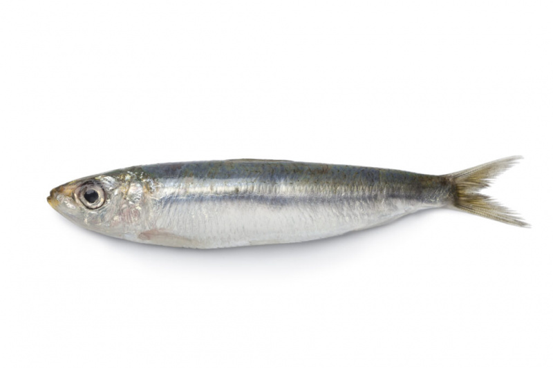 Sardiner vs Tonfisk: Vad är skillnaderna?