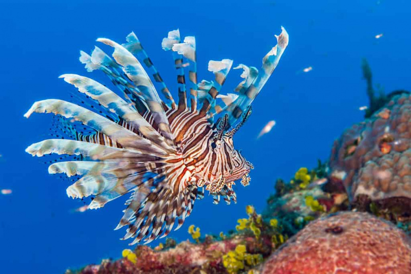   Common,Lionfish,{pterois,Volitans},Ay,An,Invasive,Species,In,The