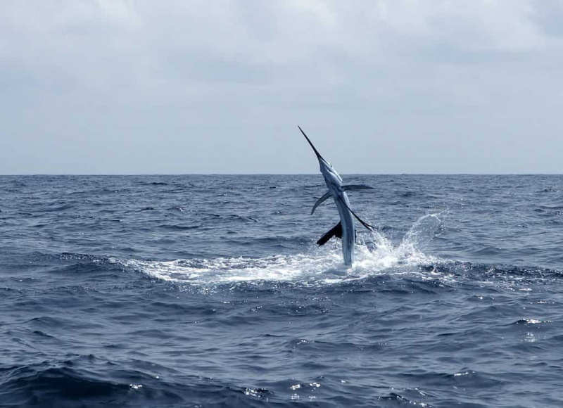   Les voiliers sont capables de sauter au-dessus de l'océan's surface