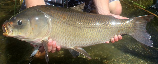   بگموت بھینس ساؤتھ ڈکوٹا کی سب سے بڑی مچھلی میں سے ایک ہے