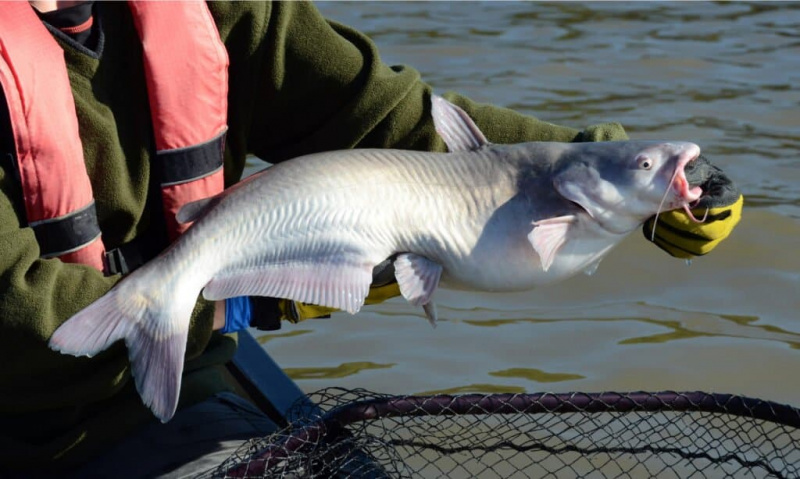   Плави сом - друга највећа риба у Јужној Дакоти