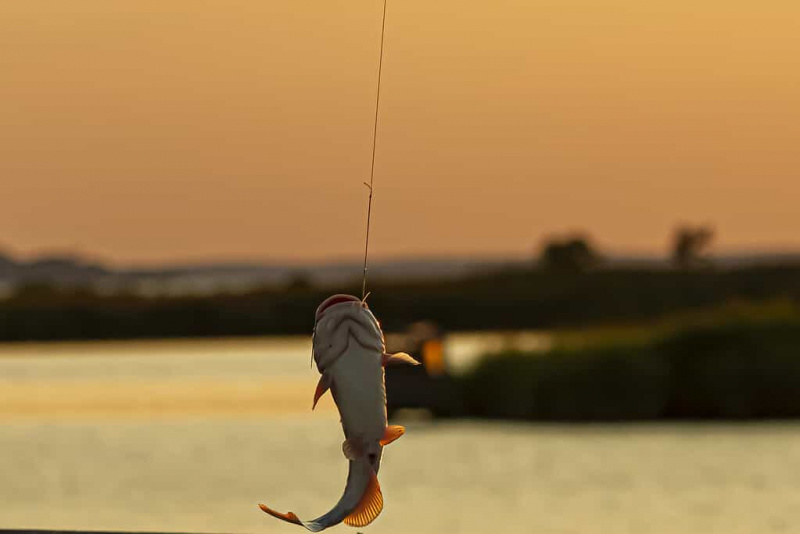   Рыбалка «поймай и отпусти» - обычная практика среди рыбаков Мэриленда. Только что пойманный сом на крючке мучительно пытается вырваться из-под капающей воды. Закатное небо находится в фоновом режиме.