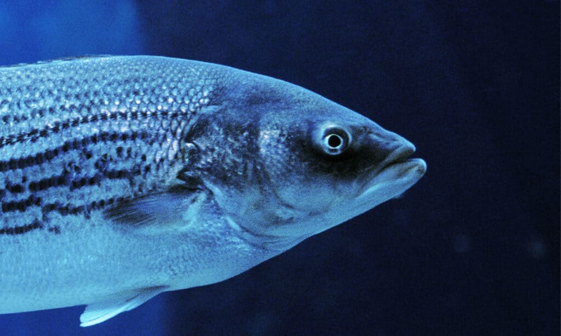 5 најбољих риба за улов у Јути овог лета