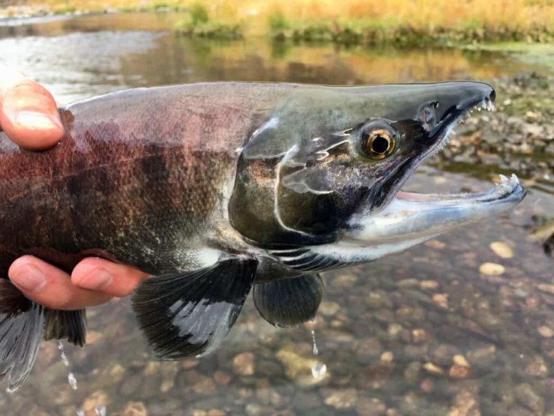   Kokanee salmão