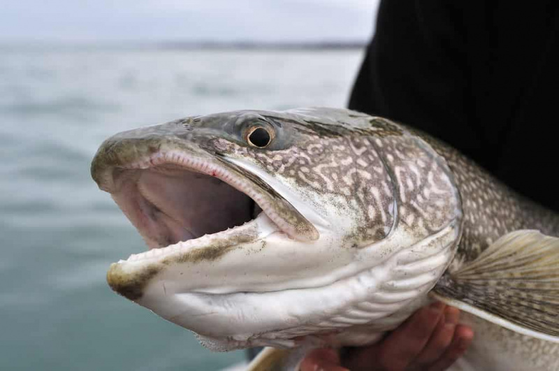   Крупни план језерске пастрмке's head and mouth