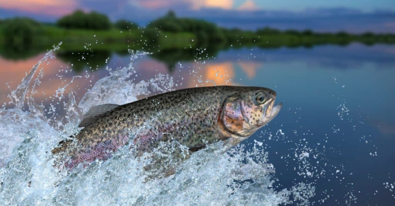 5 најбољих риба за улов у Кентакију овог лета