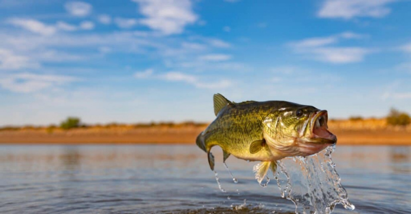 Khám phá loài cá vược miệng lớn nhất từng bắt được ở Illinois