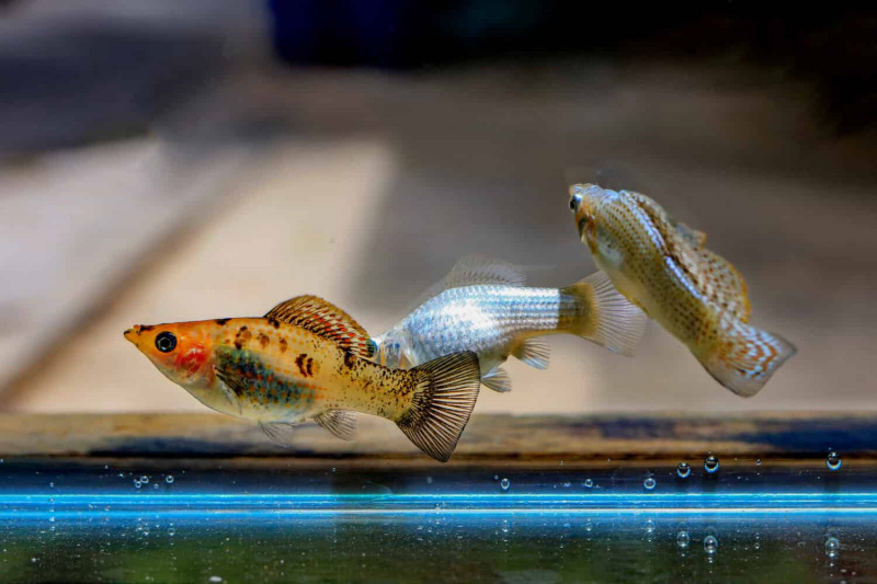   Poecilia latipinna schöner Körper, schwarzer Hintergrund.