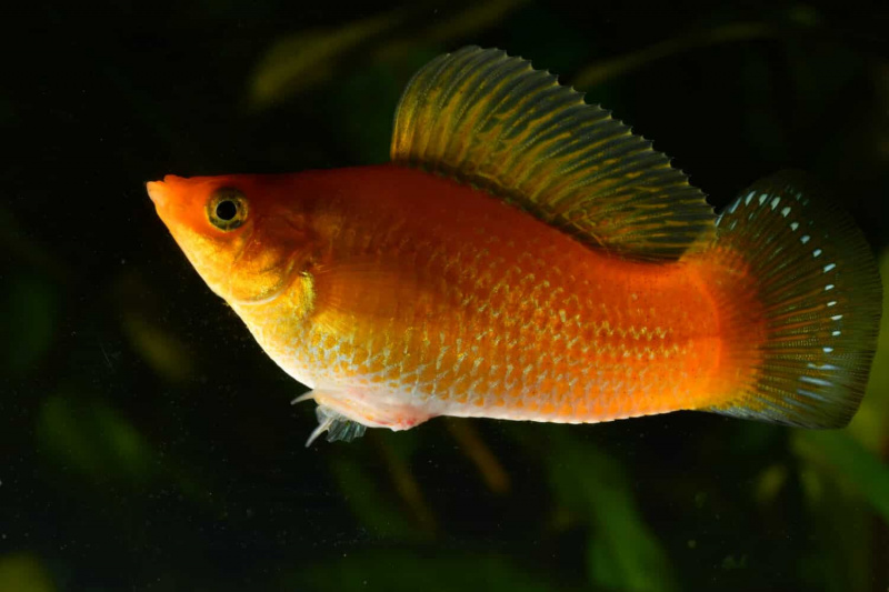   Poecilia sphenops mâle jaune, poisson d'aquarium.