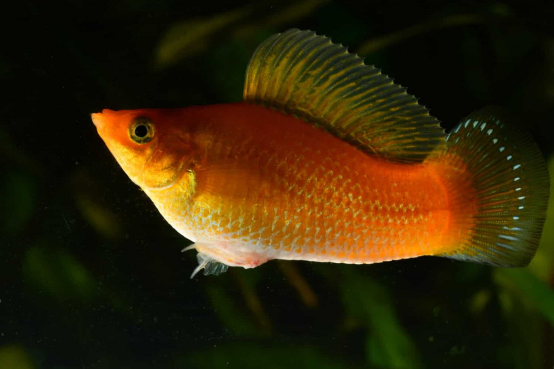   Männchen poecilia sphenops gelb, Aquarienfisch.