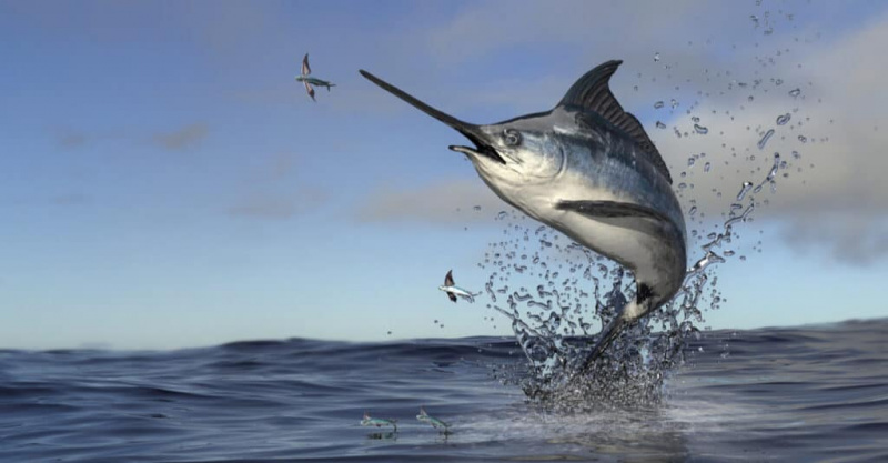   Marlin vs Swordfish - นากกระโดดออกจากน้ำ