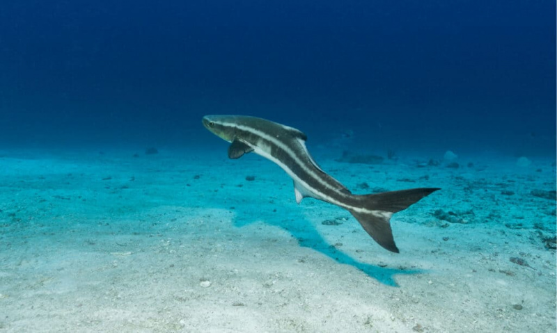 Monstres marins! Els 10 peixos trofeu més grans mai capturats a Nova Jersey